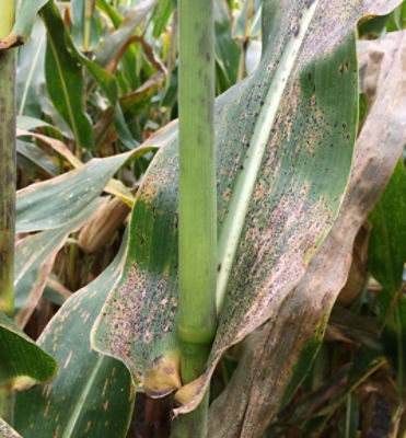 Tar spot of corn