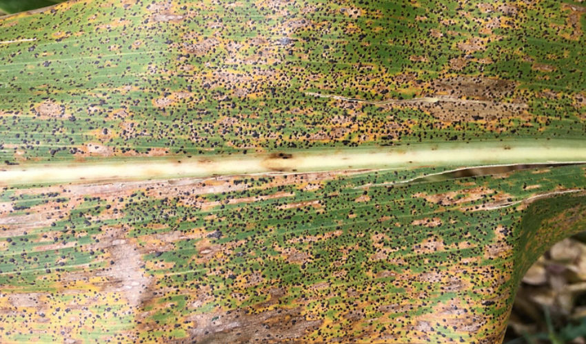 Tar spot on corn leaf