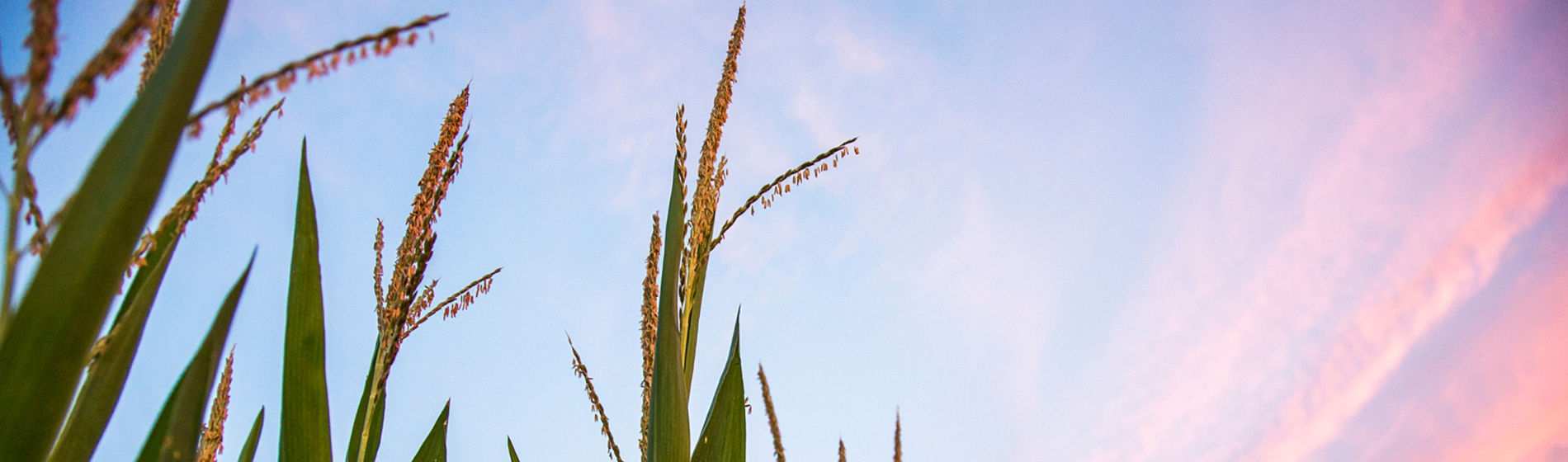 Tasseld corn at sunrise