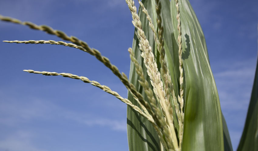 Tasseling corn