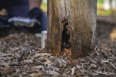Termite damage to a wooden post