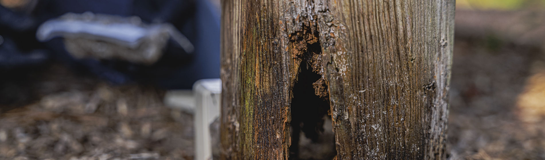 Termite damage to a wooden post