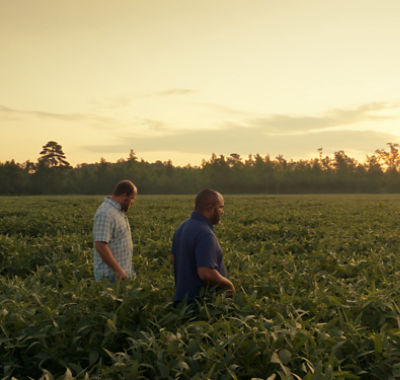 two men walking in crop field at sunrise
