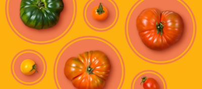 Assortment of large, small and differently colored tomatoes