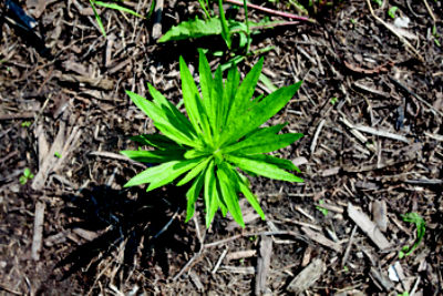 Marestail top view