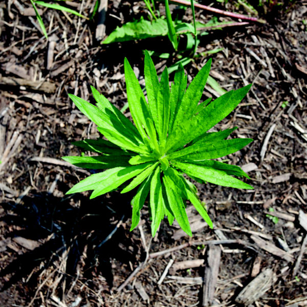 Marestail top view