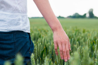 man walking through field running hand through wheat
