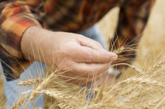 man inspecting wheat in field - close up