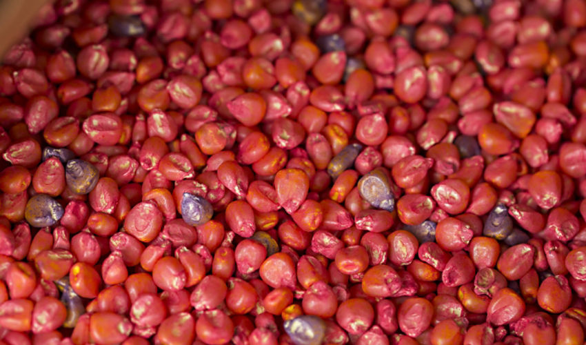 Treated corn seed image