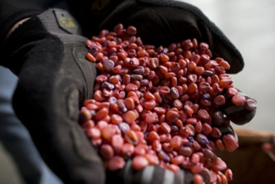 Treated seed