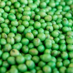 treated soybean seeds