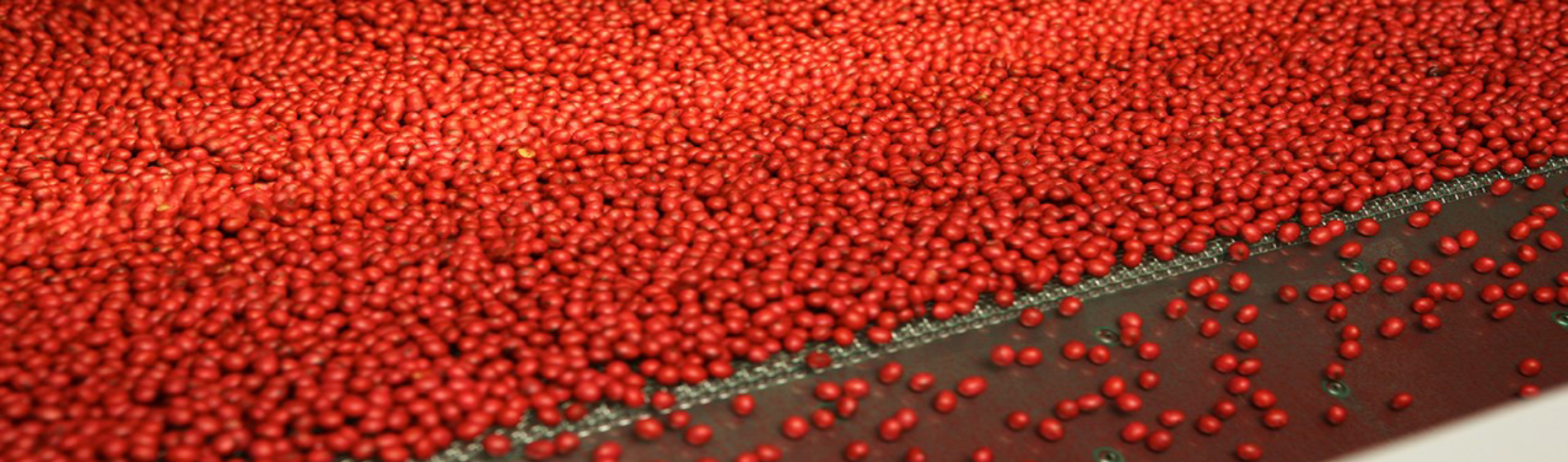Treated soybean seed