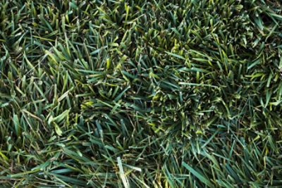 Healthy turf grass