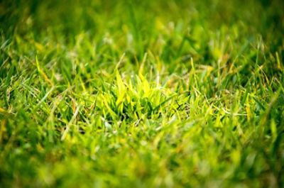 Crabgrass in turf