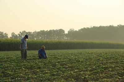 Two farmers examing soybean plants at sunset