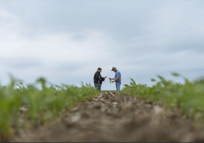Two men examining crops in distance
