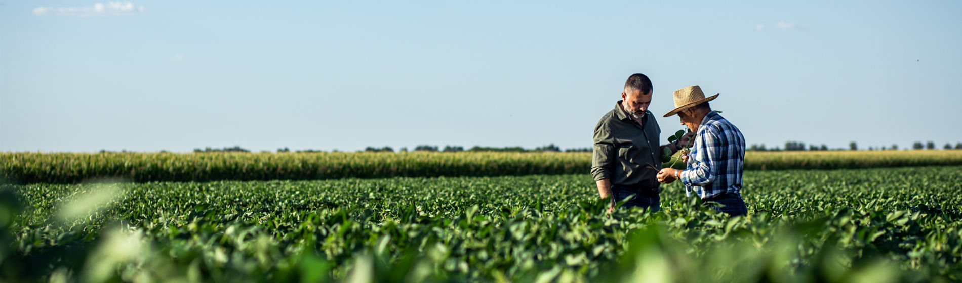 two men standing in a field of soybeans