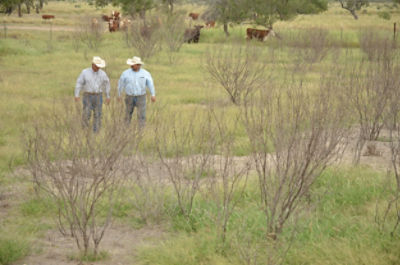 Two ranchers walking pasture with dead mesquite