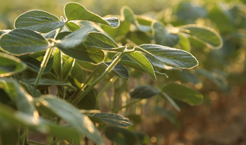 Clean soybean row up close