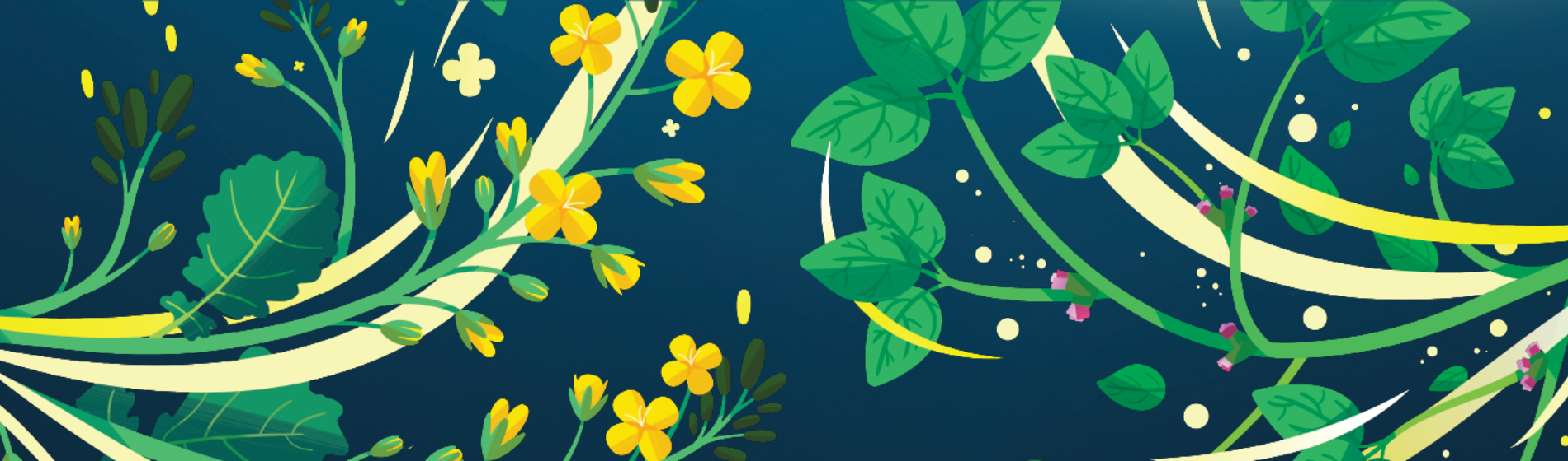 viatude canola and soybean creative
