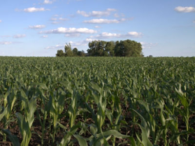 Independent Sales Representatives