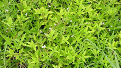 Virginia buttonweed