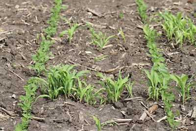Volunteer corn