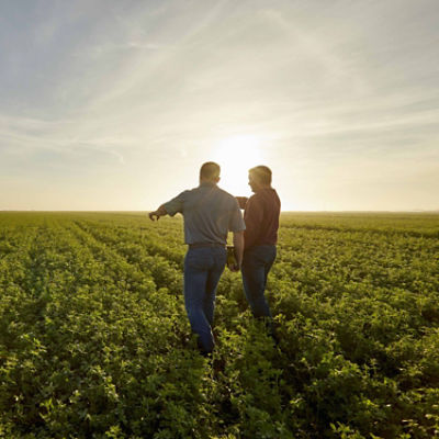 Men walking in alfalfa field - late afternoon.