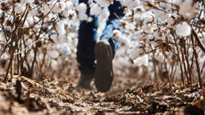 Walking away in cotton field