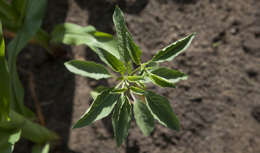 Waterhemp - top view