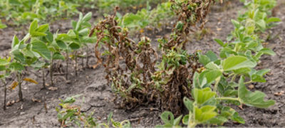 soybean growth