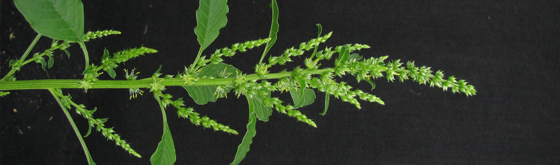 waterhemp close up