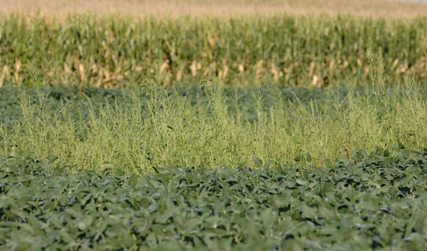Waterhemp in soybeans