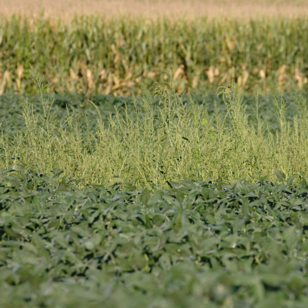 Waterhemp in soybeans