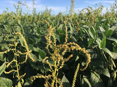 waterhemp in soybeans