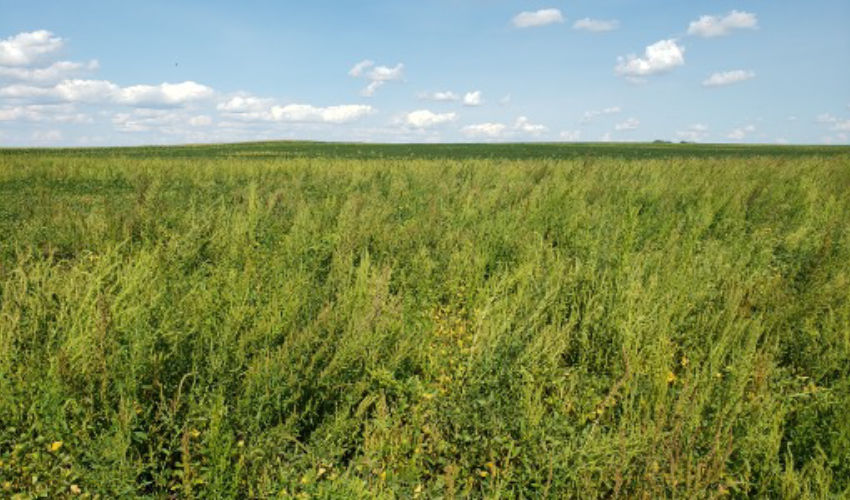 Waterhemp infestation in soybean field
