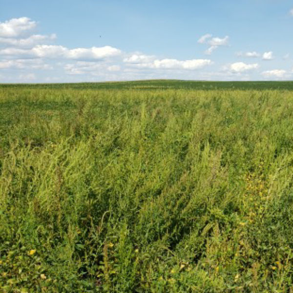 Waterhemp infestation in soybean field
