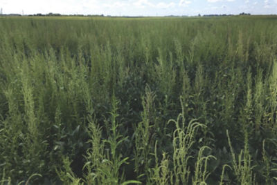 Waterhemp