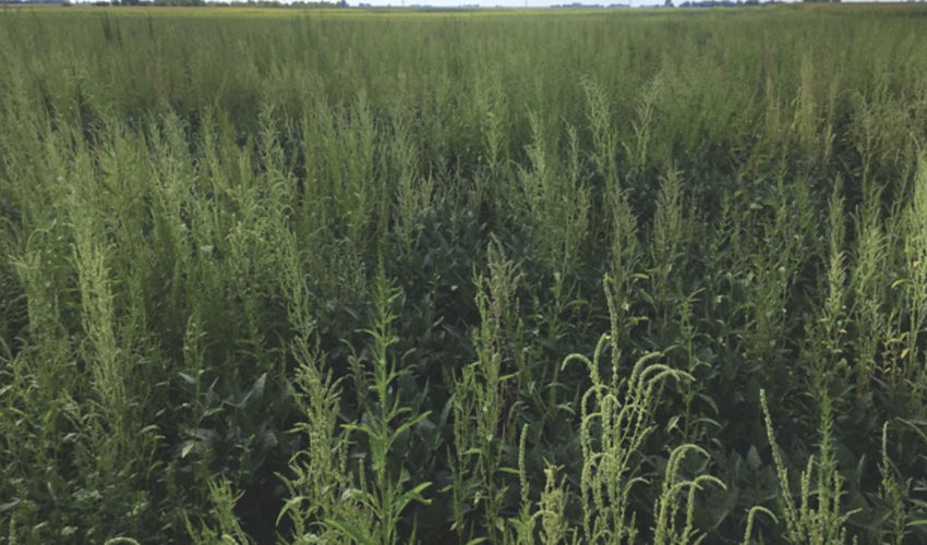 Waterhemp
