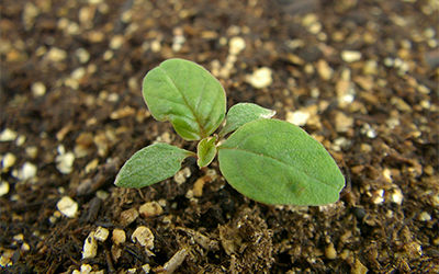 waterhemp weed