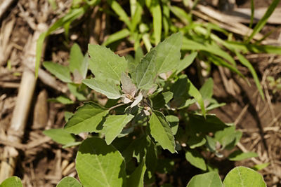 Weather affects weed control