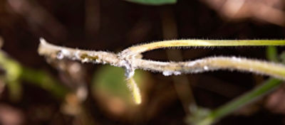 white mould on stem