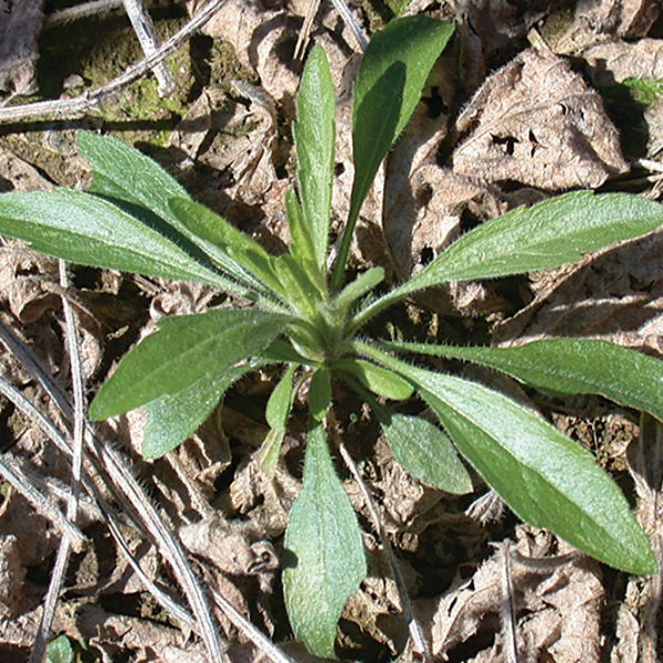 Weed for Elevore burndown
