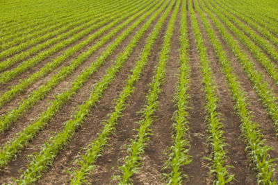 Early corn