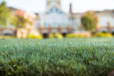 Weed-free turf