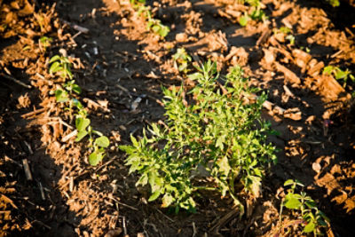 Weed in spring field