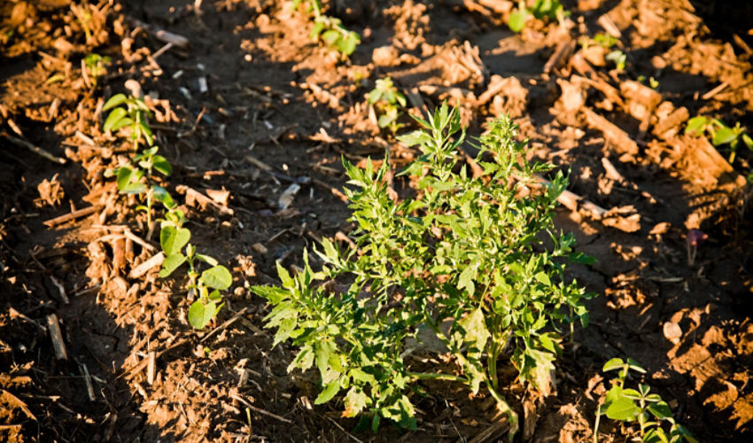 Weed in spring field