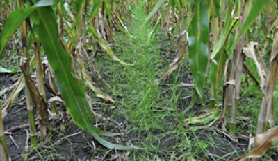 Grassy weeds in corn field
