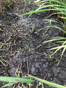 7月27日（散布10日後）