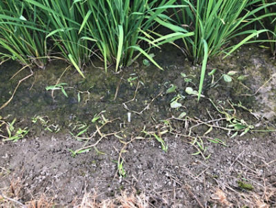 7月20日（散布7日後）